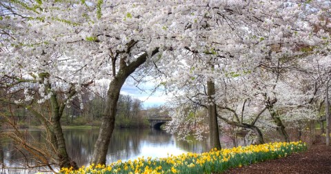 The Essex County Cherry Blossom Festival Will Have Over 4,000 Trees In Bloom This Spring