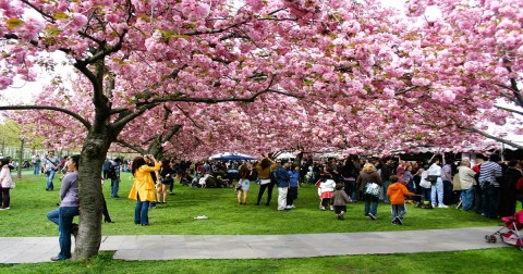 The Georgia Cherry Blossom Festival Will Have Over 300,000 Trees In Bloom This Spring