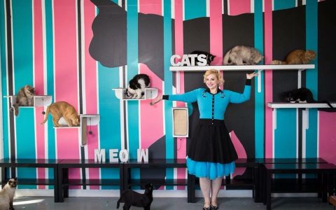 La Gatarra Cat Lounge & Boutique Is A Completely Cat-Themed Catopia Of A Cafe In Arizona