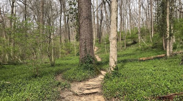 Hike Through Over 3 Miles Of Old Growth Forest In The Heart Of Cincinnati At Caldwell Nature Preserve