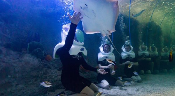 Throw On Your Diving Gear And Swim With Thousands Of Sea Creatures At Odysea Aquarium In Arizona