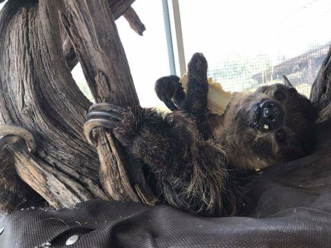 Play With Sloths At Out Of Africa Wildlife Park In Arizona For An Adorable Adventure