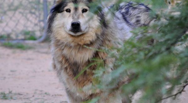 Not Many People Know About Eagle Tail Mountain Wolf Sanctuary Right Here In Arizona