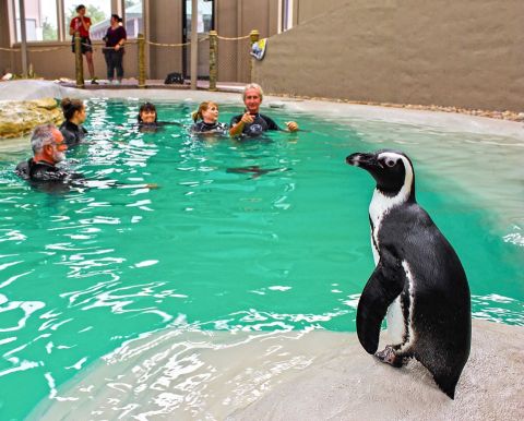 Swim With Penguins At Tanganyika Wildlife Park In Kansas