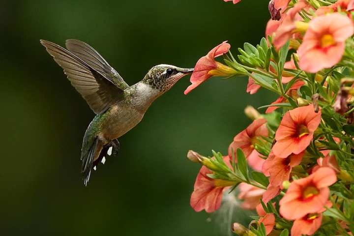 hummingbirds in Louisiana