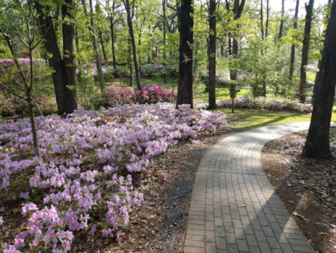 Explore 40 Acres Of Vibrant Blooms At The Bloom Festival In Louisiana