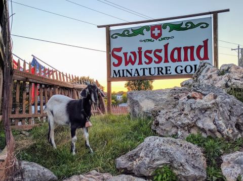Play Putt Putt Alongside Some Goats At Swissland Miniature Golf In Wisconsin