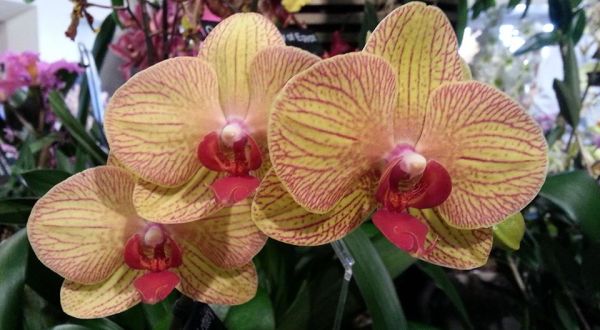 Walk Through A Sea Of Orchids At The Nutmeg State Orchid Society Show In Connecticut