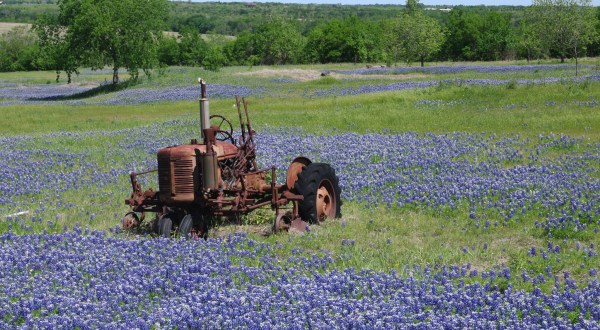 This Bluebonnet Trail In Texas Will Be In Full Bloom Soon And It’s An Extraordinary Sight To See