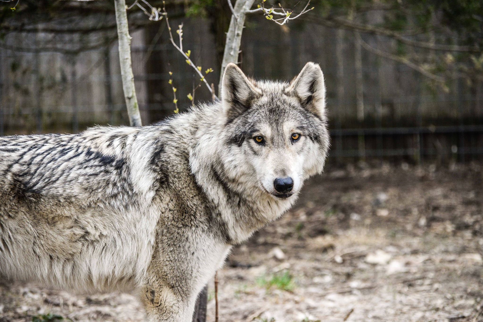 Vacilar Final Una herramienta central que juega un papel importante. Meet Wolf Hybrids At This Rescue Farm In New Jersey