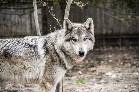 Spend The Day With Hybrid Wolves At Howling Woods Farm In Jackson, New Jersey
