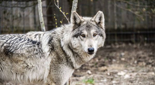 Spend The Day With Hybrid Wolves At Howling Woods Farm In Jackson, New Jersey