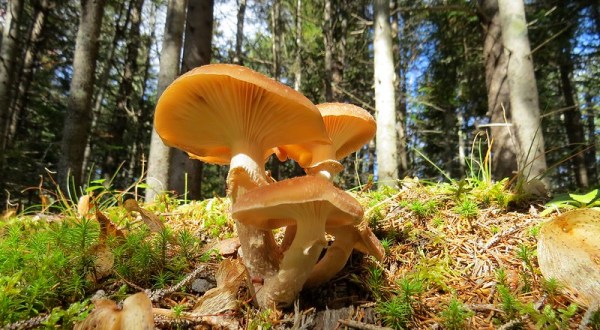 The World’s Largest Fungus Can Be Found Right Here In Oregon