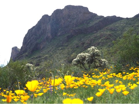 It's Impossible Not To Love This Breathtaking Wild Flower Trail In Arizona