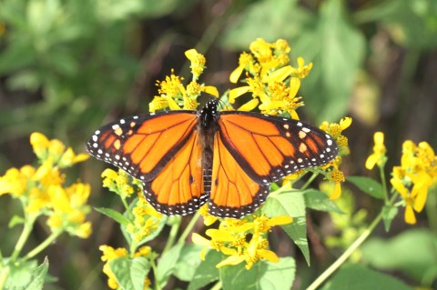 Watch In Awe As Millions Of Monarch Butterflies Invade Maine Later This Spring