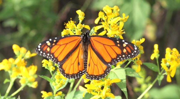 Watch In Awe As Millions Of Monarch Butterflies Invade Maine Later This Spring
