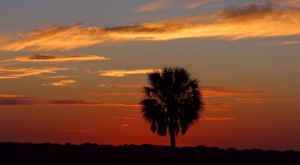 7 Reasons The Sabal Palmetto Tree Is A Beloved Symbol In South Carolina
