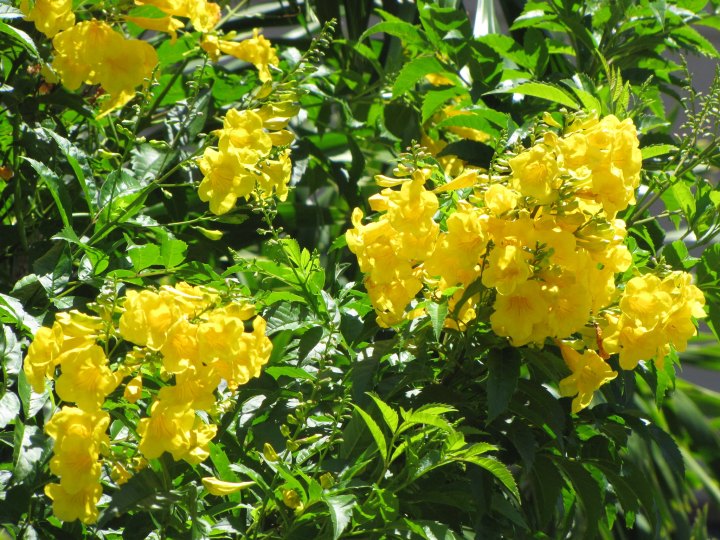 yellow flower tree Hawaii