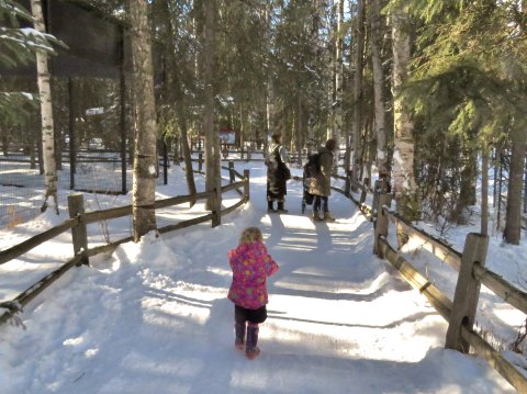 Head To The Alaska Zoo To Walk On Outdoor Trails And View Animals Right Now