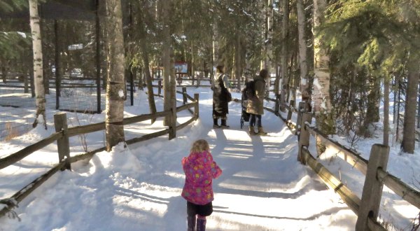 Head To The Alaska Zoo To Walk On Outdoor Trails And View Animals Right Now