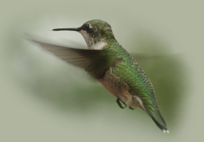when do hummingbirds return to alabama