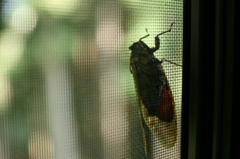 Prepare Your Ears For Millions Of Extra Cicadas In Virginia This Spring