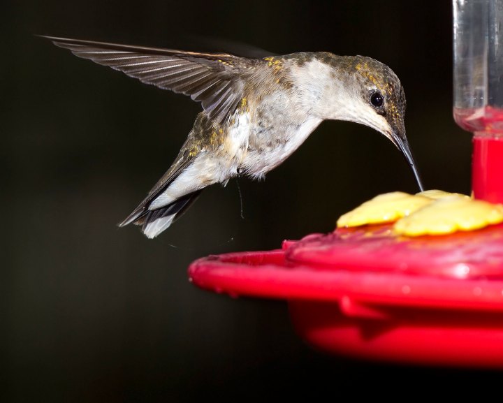 Hummingbirds in New Jersey