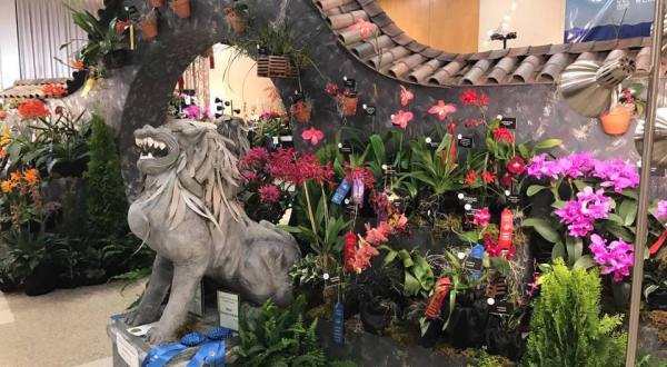 Walk Through A Sea Of Orchids At The North Carolina Orchid Festival At The North Carolina Arboretum