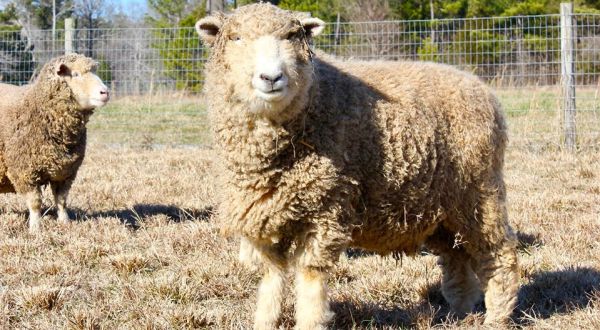 Cuddle The Most Adorable Rescued Farm Animals At Piedmont Farm Animal Refuge In North Carolina