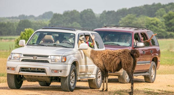 Explore The Wild Without Leaving Your Car At Safari Wild, A Drive-Thru Safari Park In Mississippi