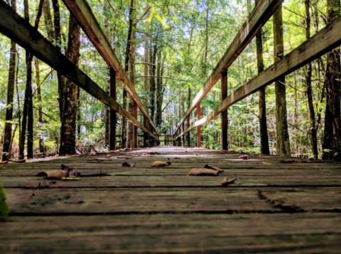 The Bluff Lake Boardwalk In Mississippi Leads To Incredibly Scenic Views