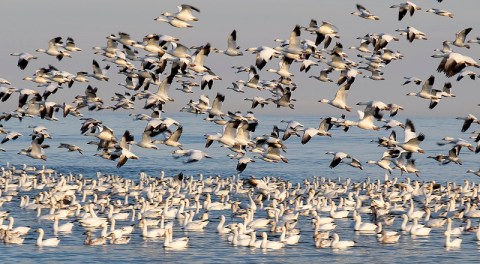As Many As 60,000 Migrating Geese Are Filling The Skies Over Idaho's Fort Boise Wildlife Area
