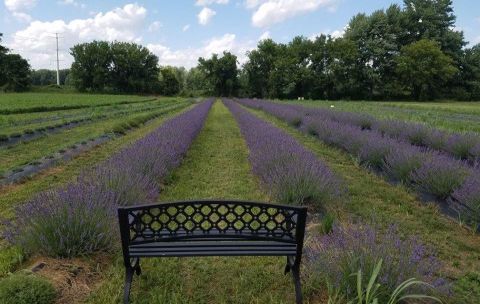 The Annual Lavender Harvest Festival At Lavender Lane Near Detroit Belongs On Your Bucket List