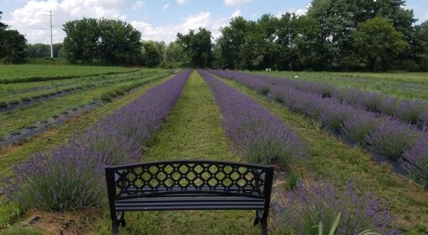 The Annual Lavender Harvest Festival At Lavender Lane Near Detroit Belongs On Your Bucket List