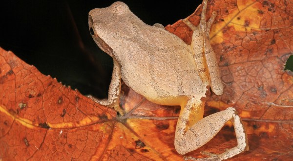 Thousands Of Singing Spring Peepers Are A Welcome Sound Of A New Season Here In West Virginia