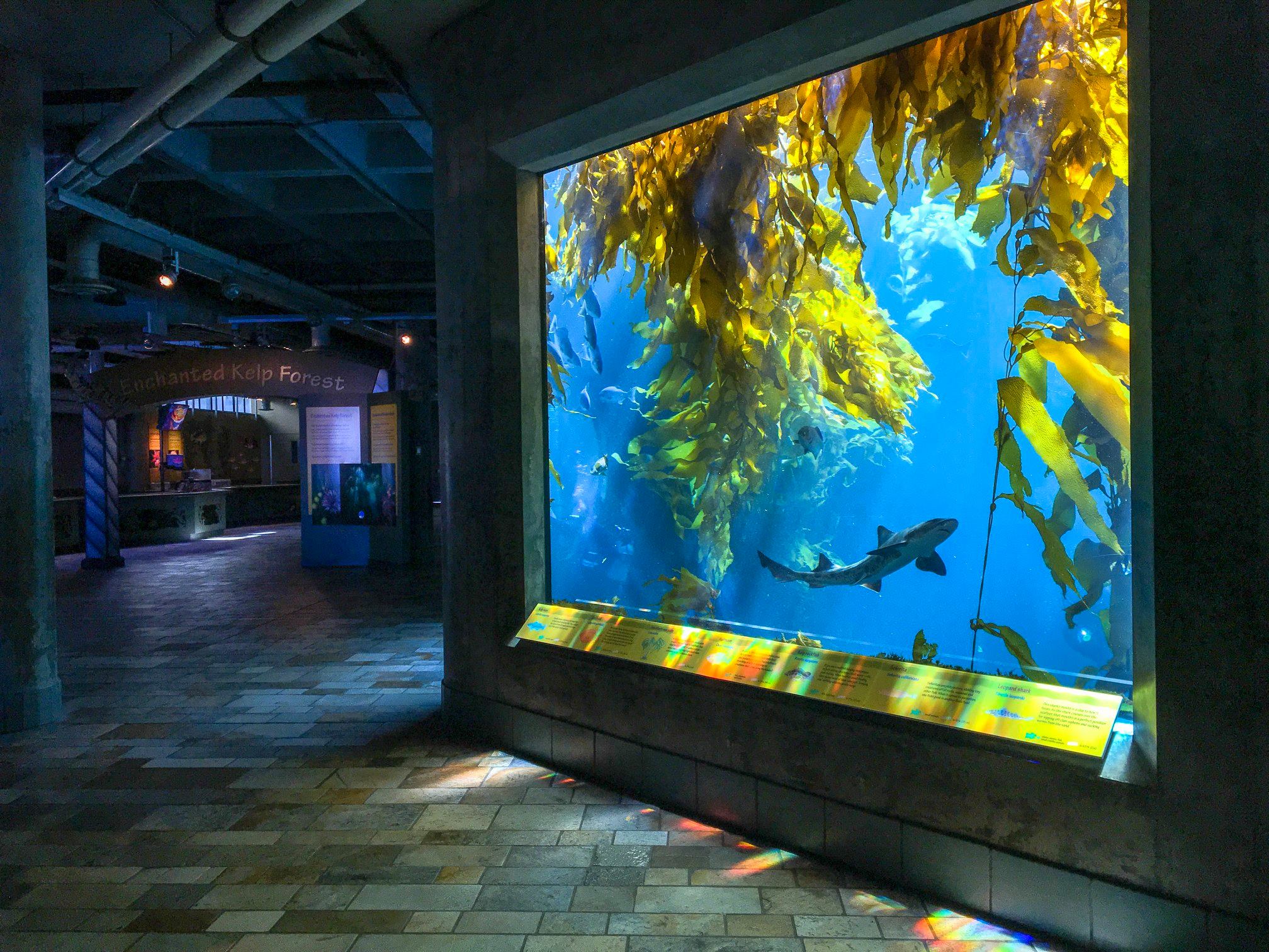 The Monterey Bay Aquarium Offers Daily Livestreams Of Sea Animals - 38391813 10156473356457482 1491370661312987136 O