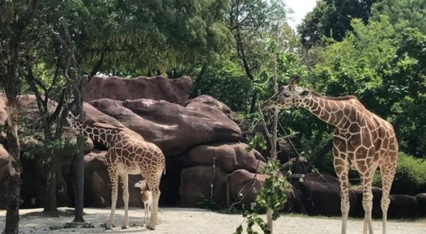 Admission-Free, The Saint Louis Zoo In Missouri Is The Perfect Day Trip Destination