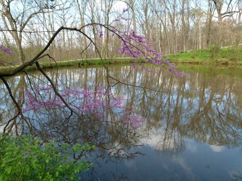 Enjoy Fresh Air And Budding Flowers Along The Trails At The Cincinnati Nature Center