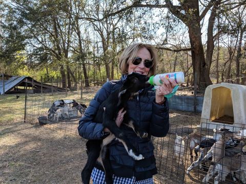 You Can Bottle Feed A Baby Goat At The Goatery, An Adorable Goat Farm On An Island In South Carolina
