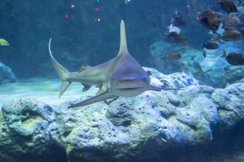 The St. Louis Aquarium In Missouri Is Offering Free Livestreams Of Stingrays, Otters, And More