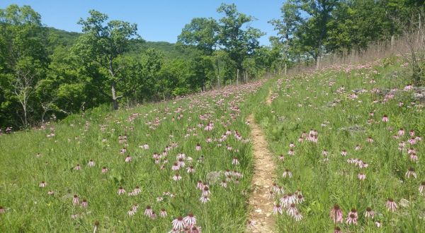 It’s Impossible Not To Love This Breathtaking Wild Flower Trail In Missouri