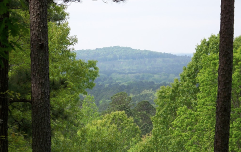 Take An Easy Out-And-Back Trail To Enter Another World At Driskill Mountain In Louisiana