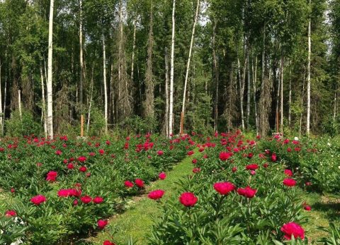 Walk Through A Sea Of Peonies This Summer At Alaska Blooms Peony Farm
