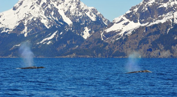 Spot Hundreds Of Gray Whales As They Swim Through Our Alaskan Backyard This Month During Their Migration