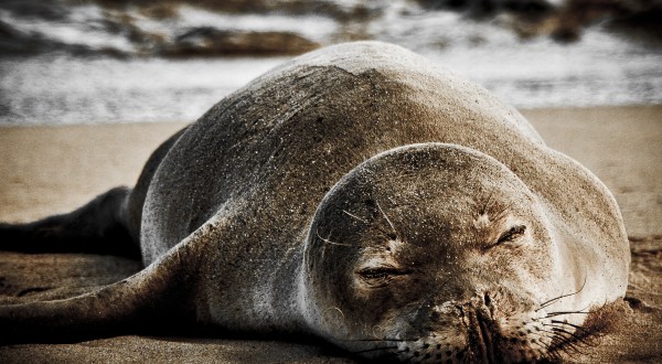 7 Things You Might Not Have Known About One Of Hawaii’s Only Endemic Mammals, The Monk Seal