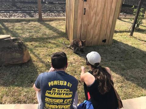 Play With Wallabies At Hattiesburg Zoo In Mississippi For An Adorable Adventure