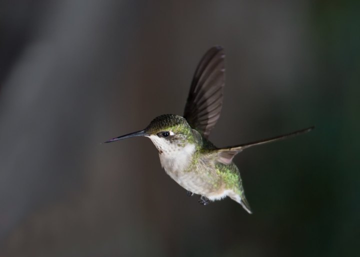 Iowa hummingbirds