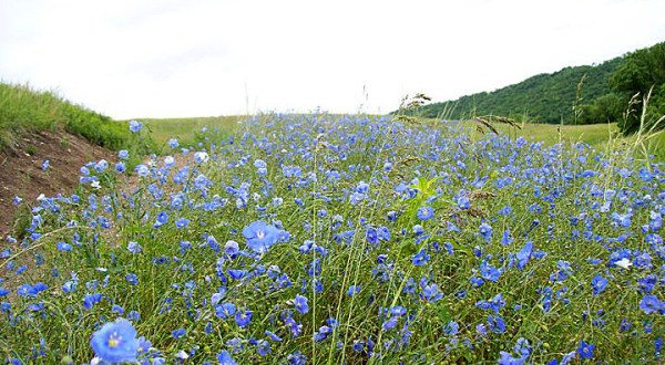 This Spring, Stunning Wildflowers Will Take Over The Meadows At Fort Ransom State Park In North Dakota