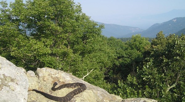 10 Species Of Snakes Commonly Spotted In West Virginia And What To Do If You See Them