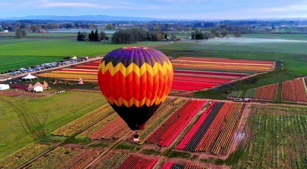 Explore 40 Acres Of Vibrant Blooms At The Wooden Shoe Tulip Festival In Oregon